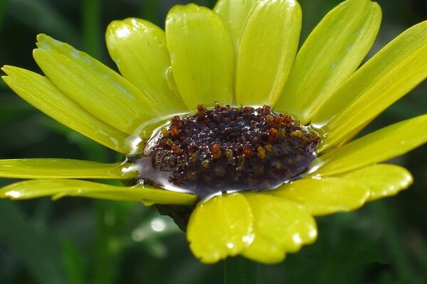 Flor amarilla después de la lluvia