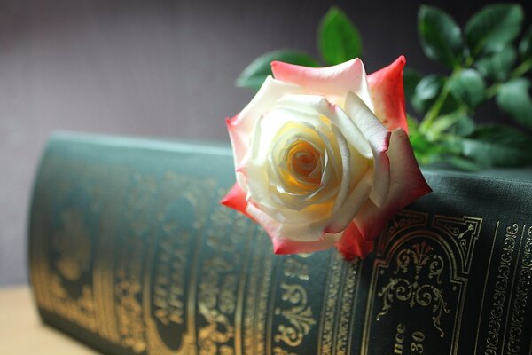 Rose blanche et rouge sur le livre