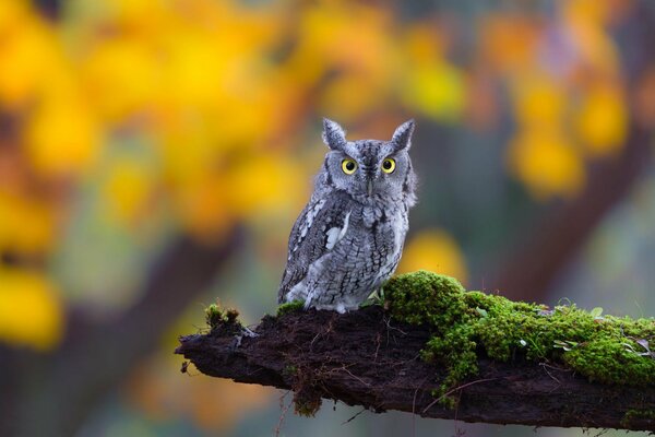 A big-eared owl lurked on a mossy branch