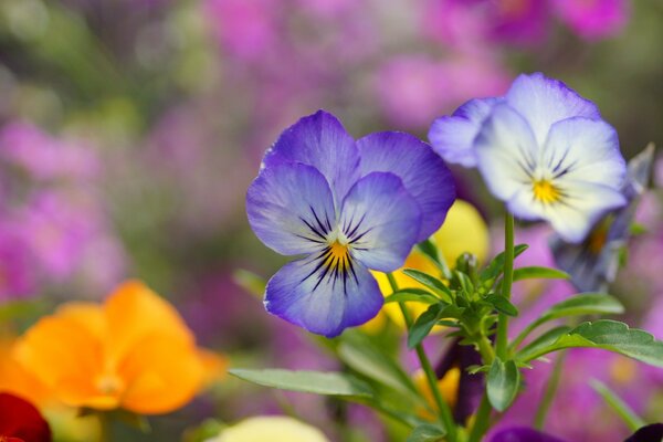 Pansies on a background of flowers