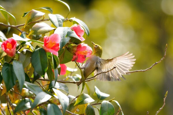 L uccello vola tra i rami con fiori rosa