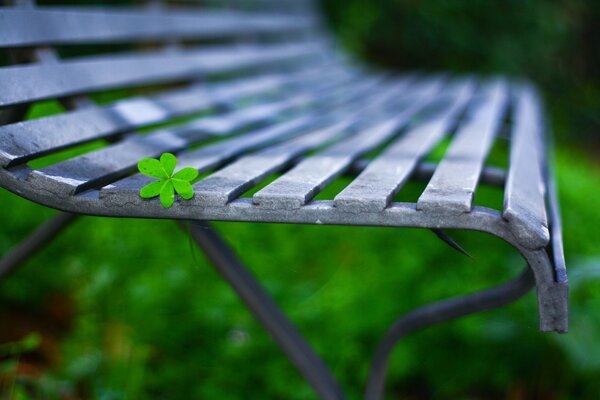 Banc sur la pelouse avec une fleur verte