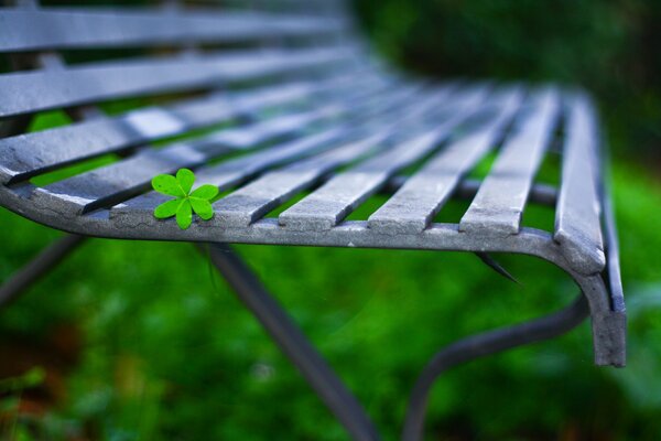 Скамейка на газоне с зелененьким цветочком