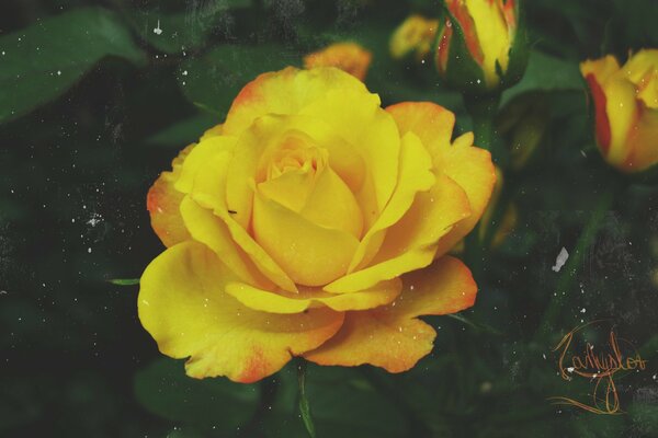 Rosa amarilla con toques de naranja