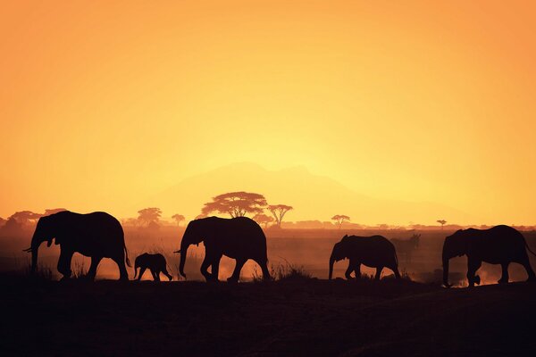 Afrikanische Elefanten reiten bei Sonnenuntergang