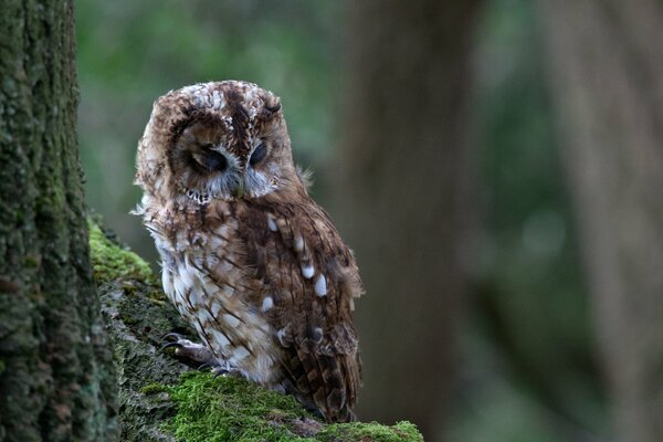 Hibou assis sur un tronc moussu dans une forêt sombre