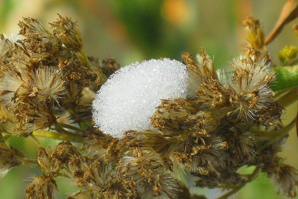 Verga d oro Comune, disgelo della neve