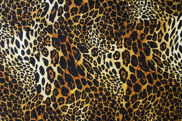 Pelle di pelliccia di leopardo curva