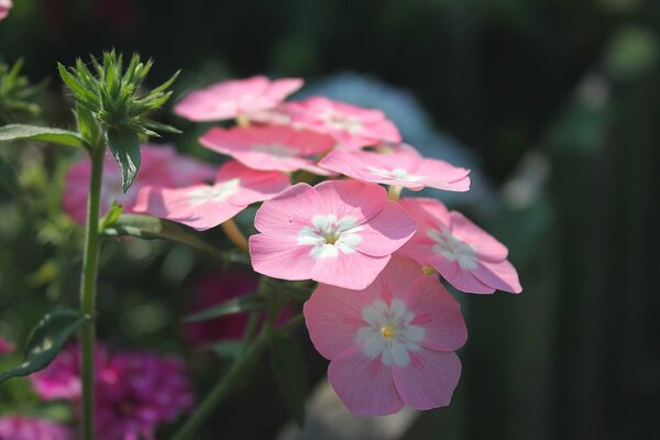 Phlox rose sous le soleil