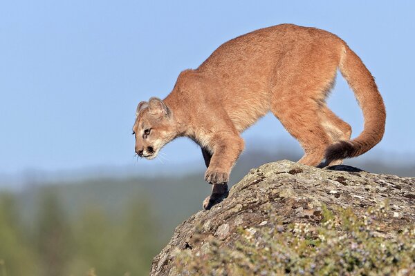 Adolescent Cougar se préparer à sauter d une falaise