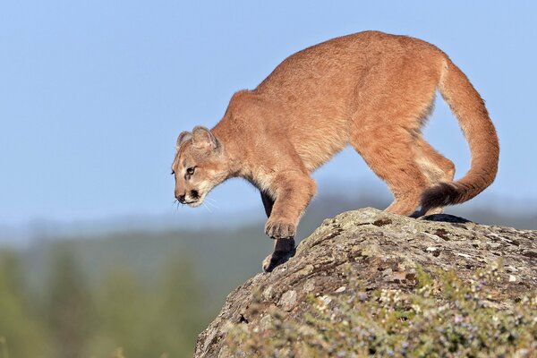 Giovane cougar ottenere pronto per il salto dalla scogliera