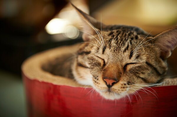 A fluffy kitten sleeps with its eyes closed