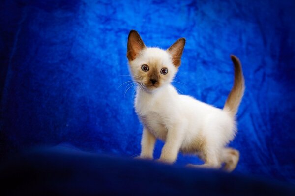 Un pequeño gatito camina sobre un fondo azul