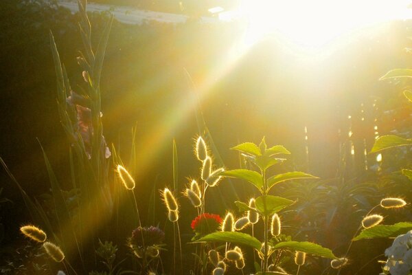 Giardino al sole della sera