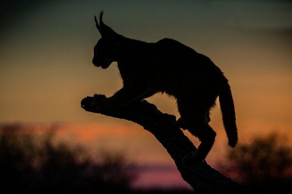 Night silhouette of a caracal on a branch