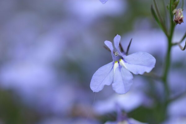 Blue small flower with three petals