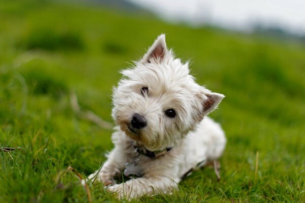 The dog looks attentively at the owner