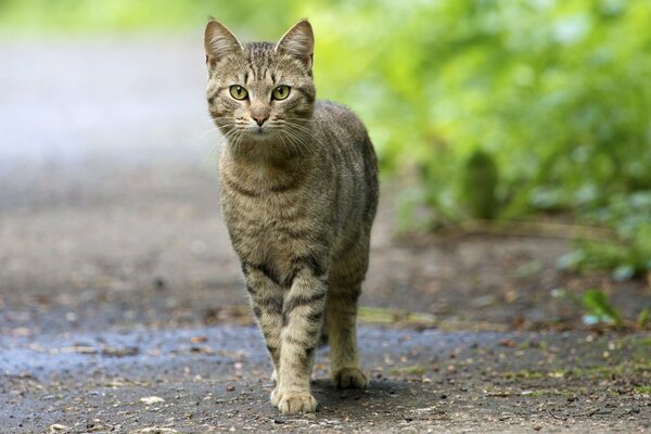 Statnpya cat on a walk is looking for something