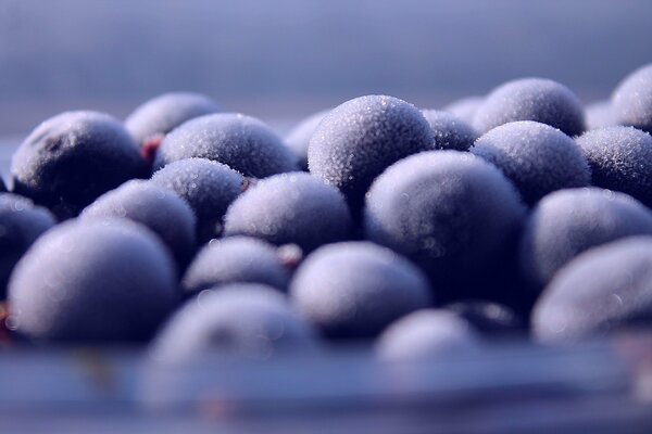 Heidelbeeren mit Frost bedeckt