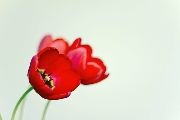 Red tulips on a light background