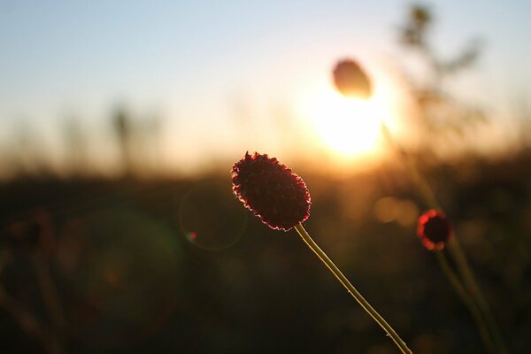 Puesta de sol en el campo, hierba bloodle