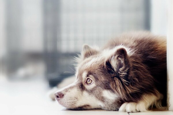 Le regard le plus dévoué du chien