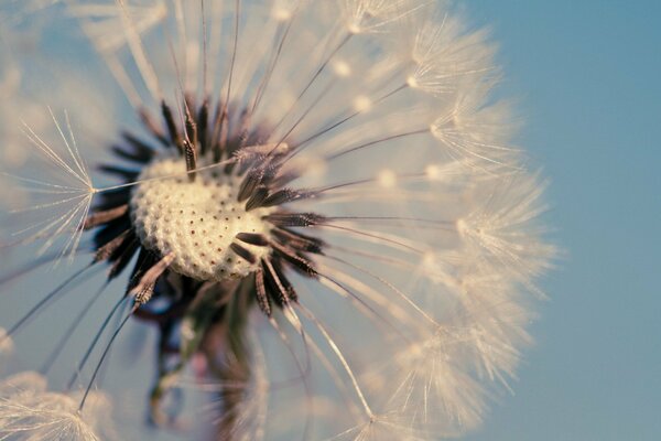Macro photography of a dandelion on a blue background
