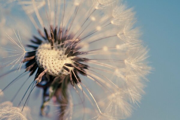 Macro d un pissenlit sur fond bleu