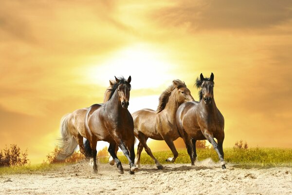 Horses are running briskly against the background of the setting sun