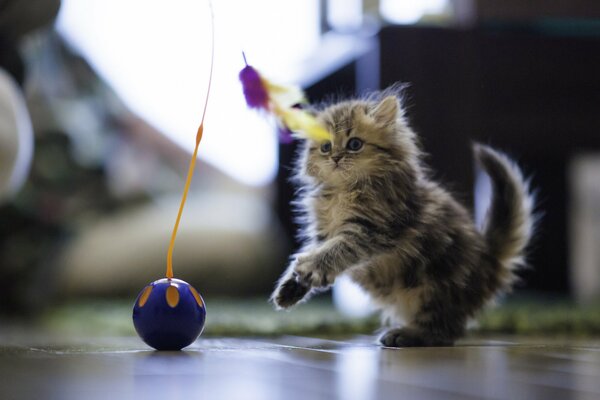 Daisy spielt auf dem Boden mit einem Ball und Federn