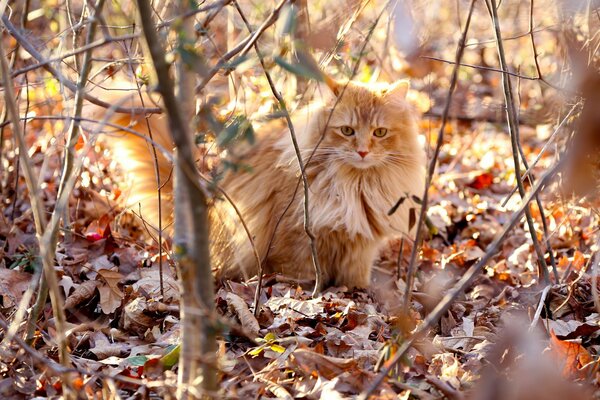 Рыжий пушистый кот гуляет по сухим листьям