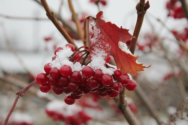 The bunches of viburnum are covered with snow