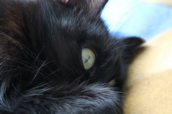 El gato negro dormido escuchó algo a través del sueño