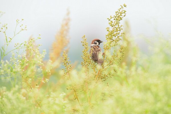 A sparrow sits on a branch of a swan on a blurry green background