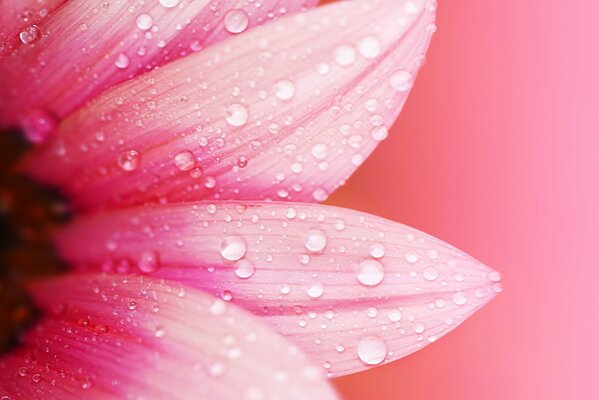 A piece of pink flower with a drop and dew