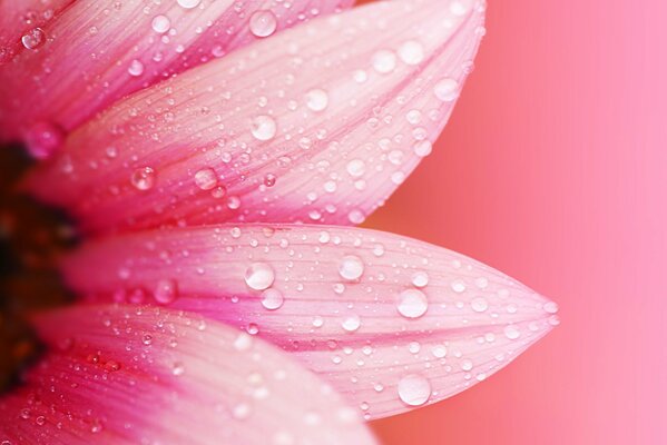 Pezzo di fiore rosa con gocciolina e rugiada