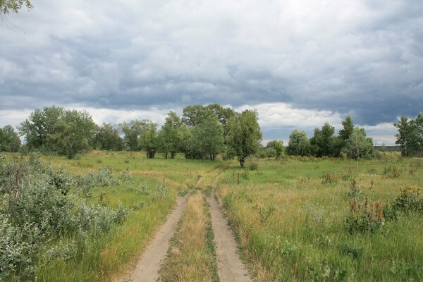 Nature in the field in the forest