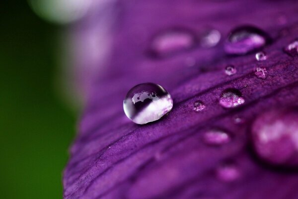 Die ersten Tautropfen auf dem Blumenblatt