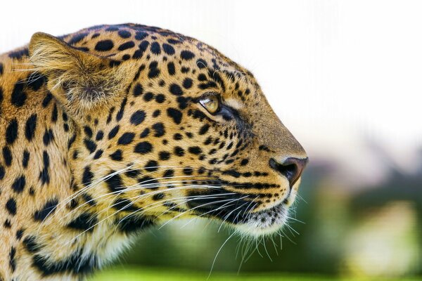 The profile of a predatory leopard s muzzle with a look into the distance