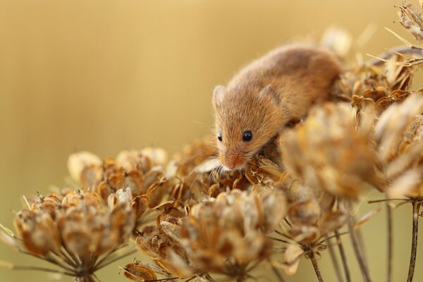 A vole mouse climbed onto the dry buds of a plant