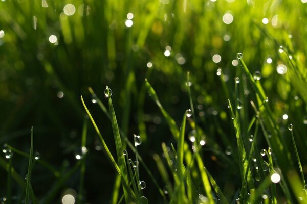 Makro. Grünes Gras nach dem Regen