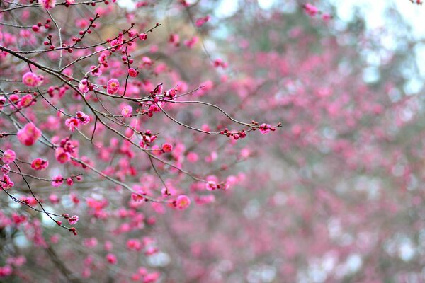 Ramas de albaricoque en flor en Japón