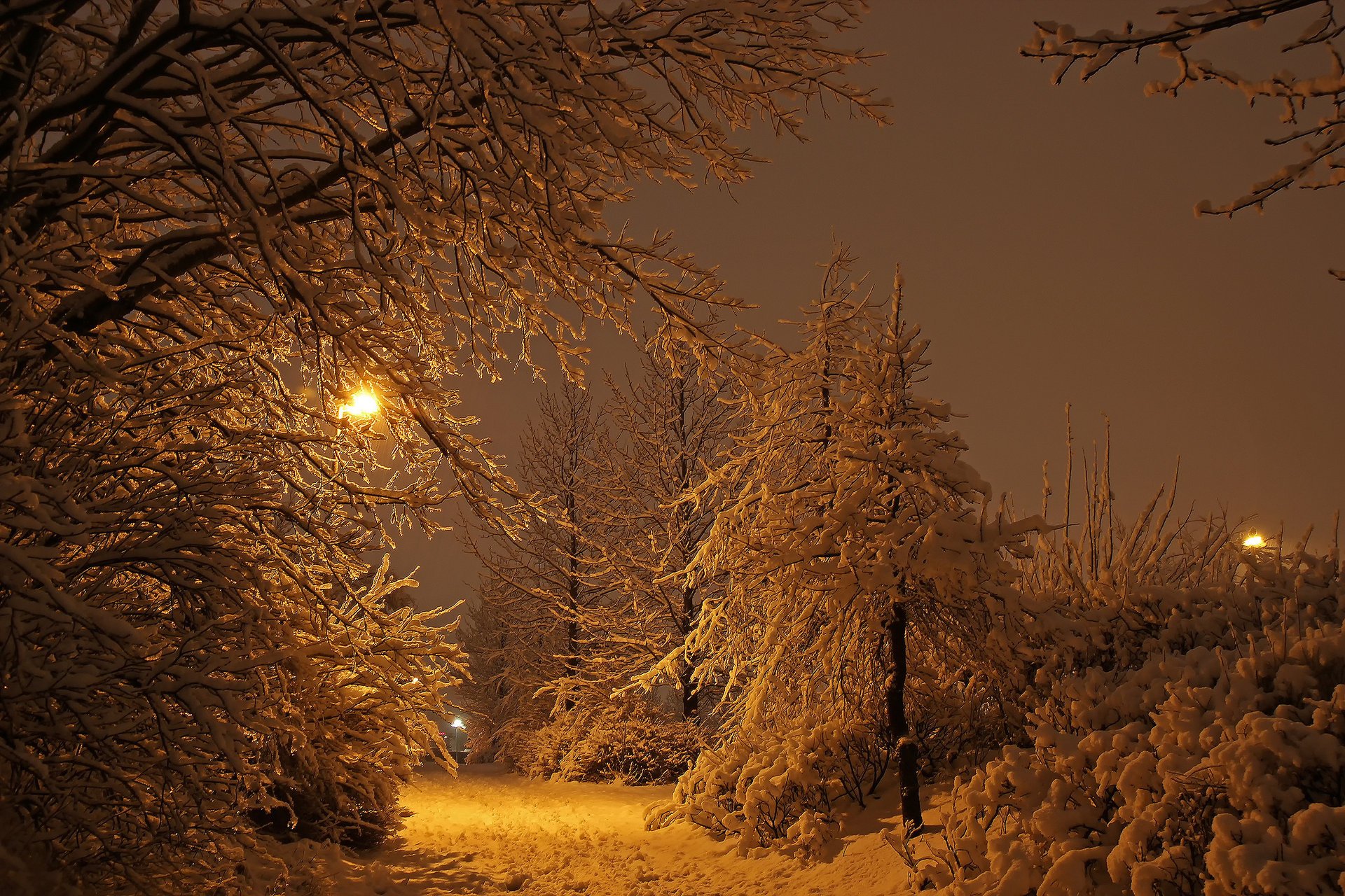 reykjavik islanda inverno luci luce neve parco notte foresta