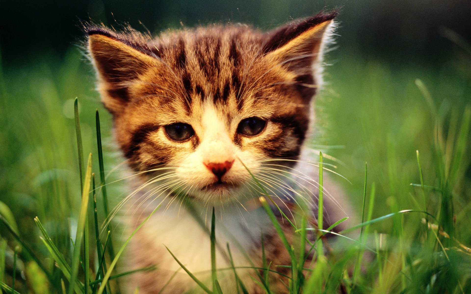 katze katze kätzchen makro katze gras