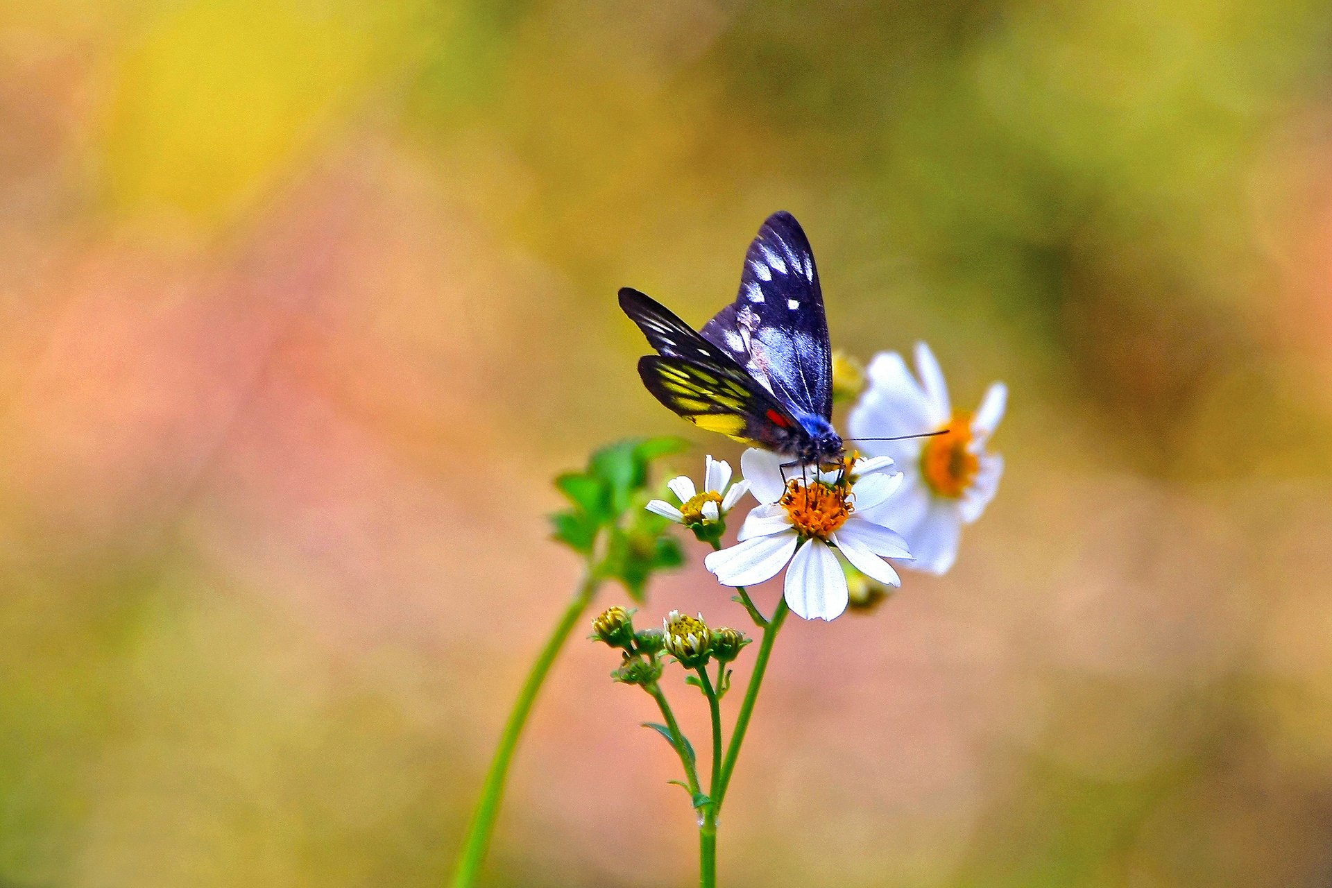 kosmea weiß blumen hintergrund schmetterling