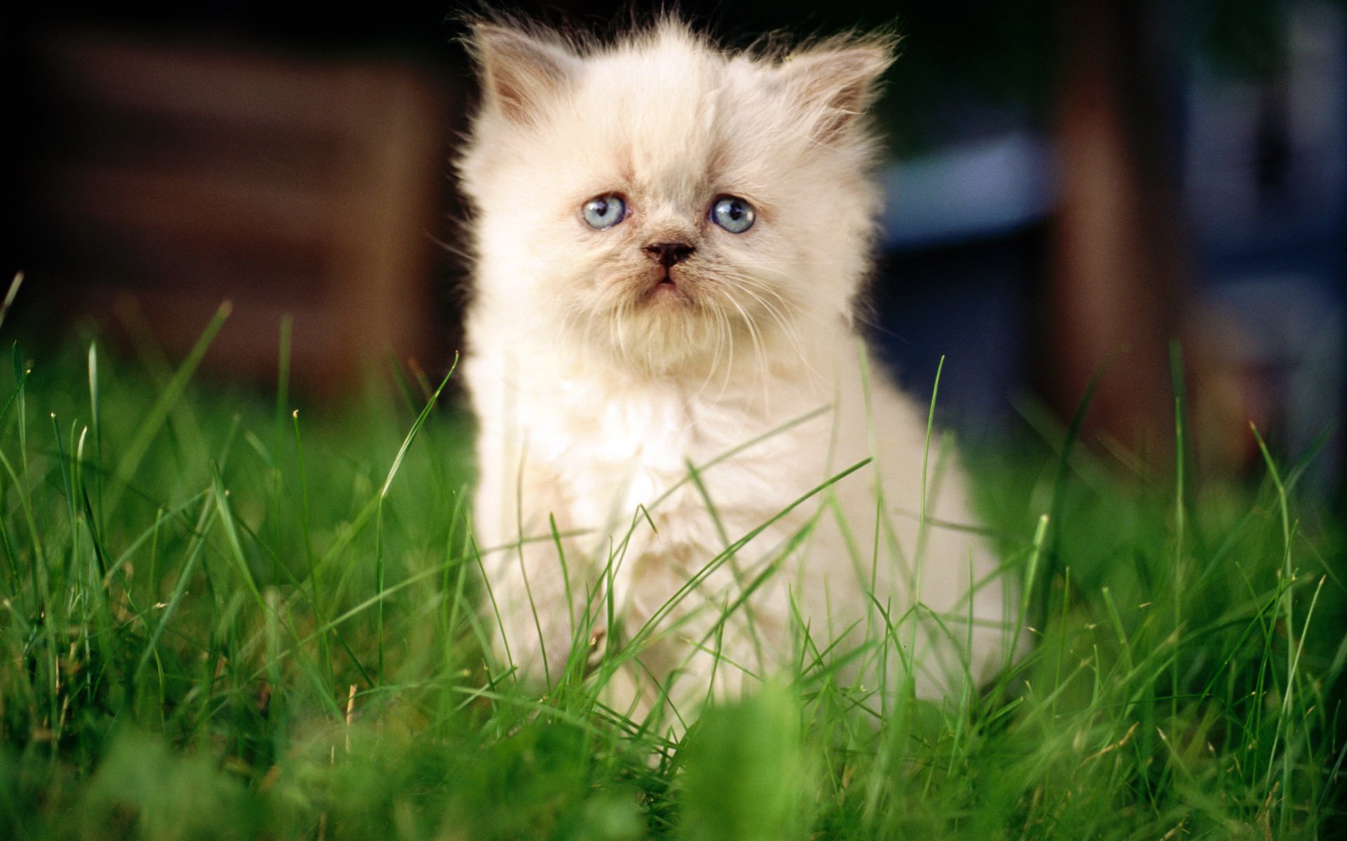 chat blanc chat assis fond macro chat chaton