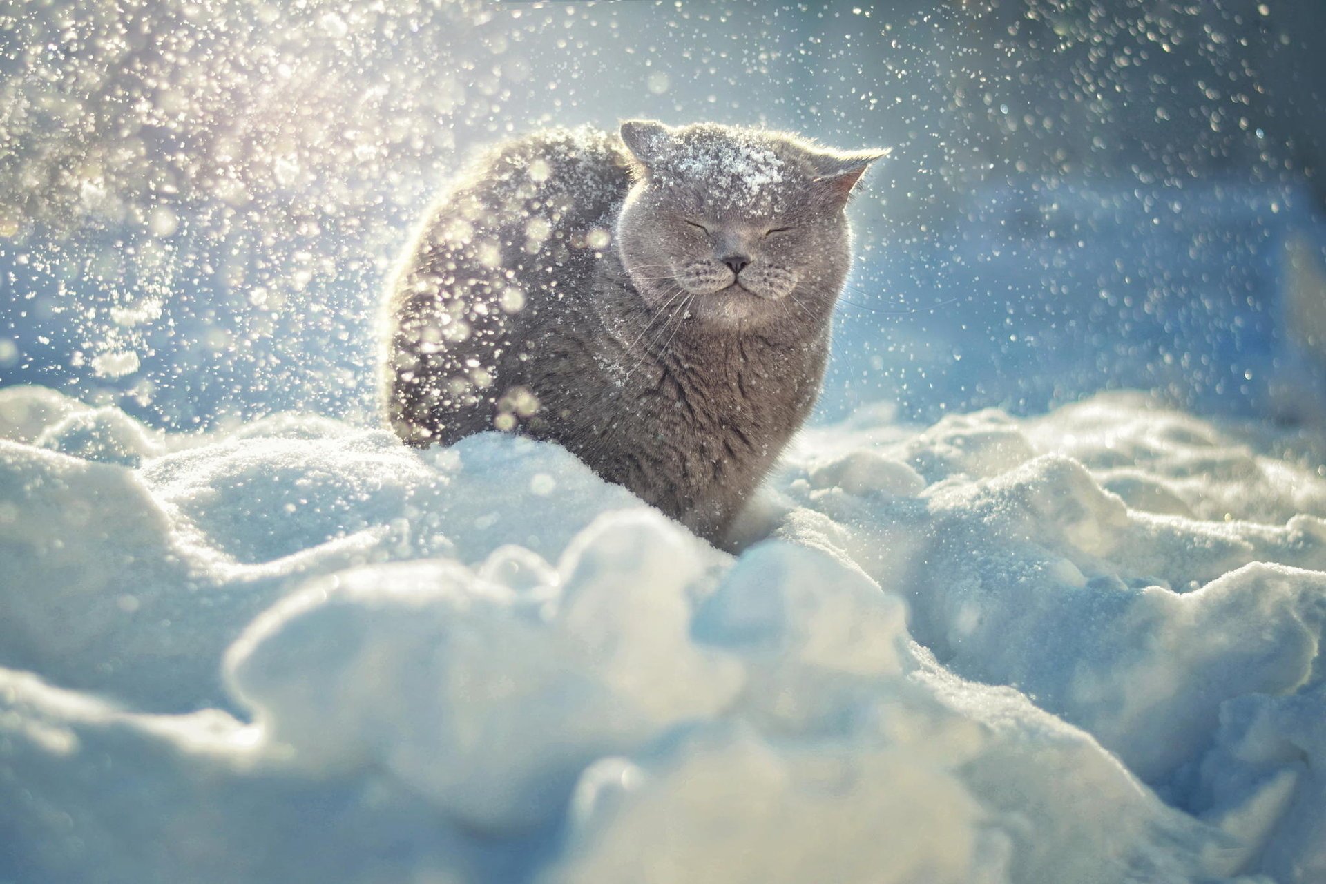 cat snow animals winter cat sun