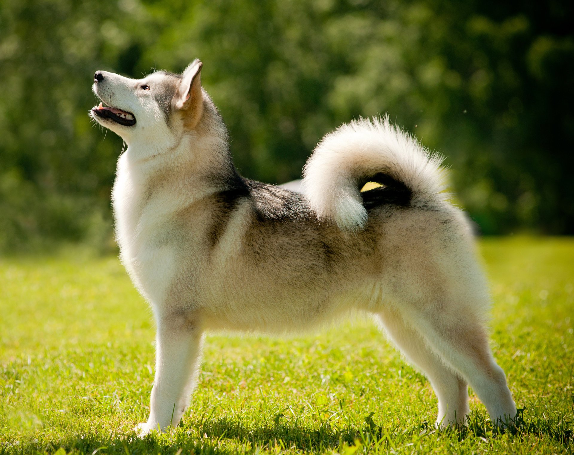 malamute d alaska chien laika