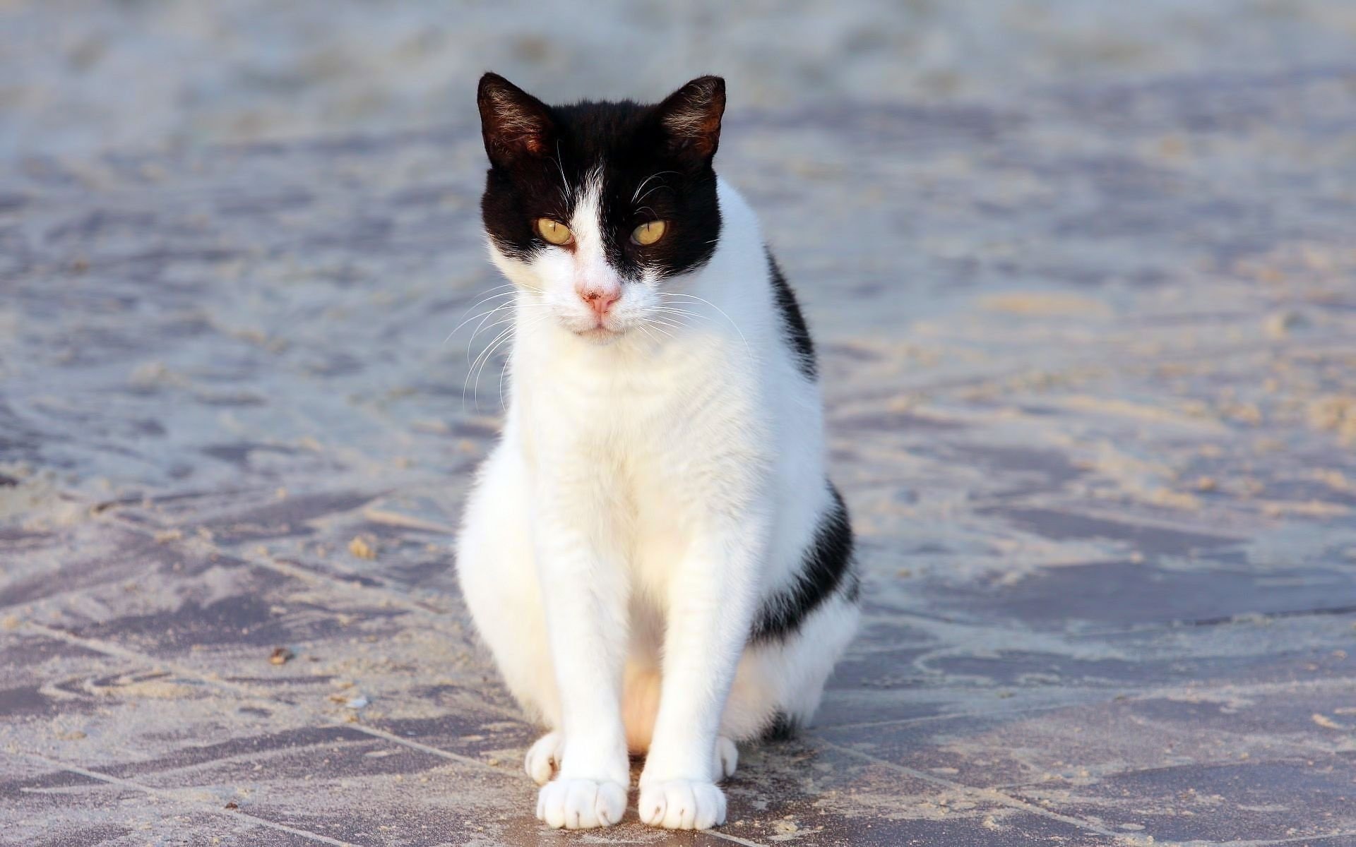 gatto gatto seduto bianco e nero