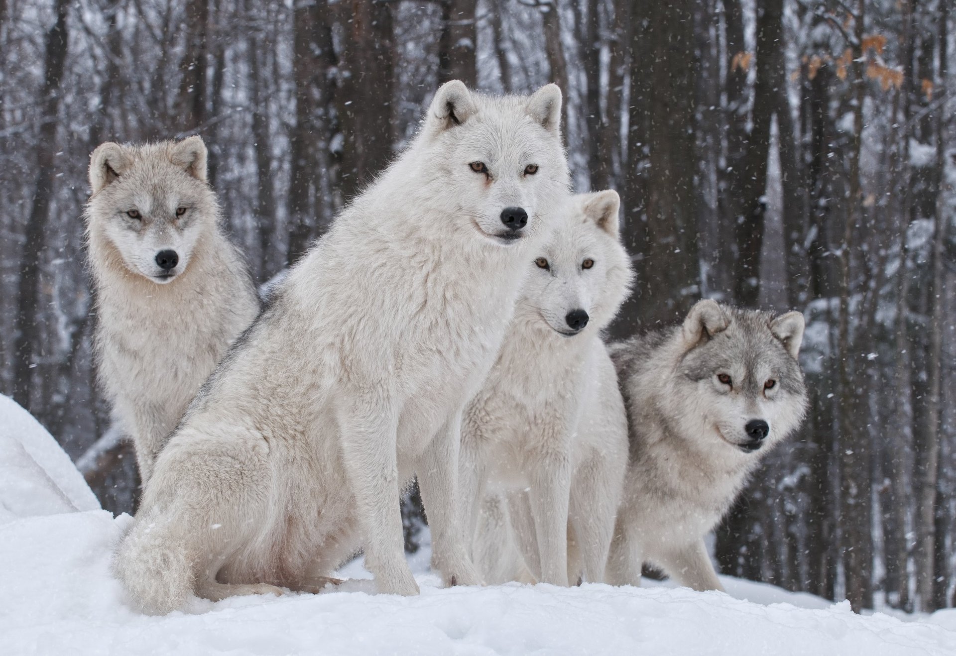 winter schnee wölfe natur familie raubtier